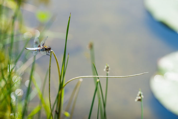 Broad-bodied Chaser [Libellula depressa]