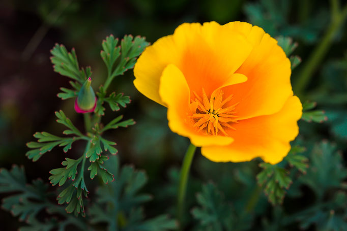 Kalifornischer Goldmohn [Eschscholzia californica]