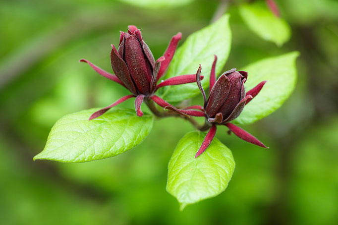 Blossoms of Carolina Spicebush [Calycanthus floridus]