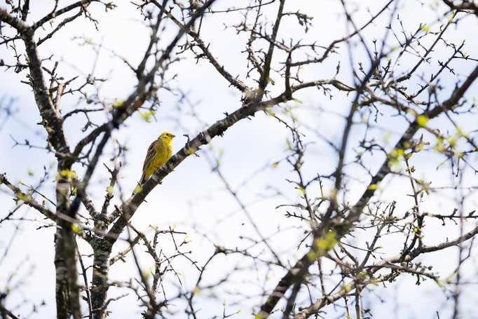 Male Yellowhammer [Emberiza citrinella]