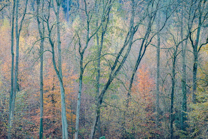 Herbstwald bei Degerloch