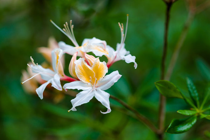 Rhododendron