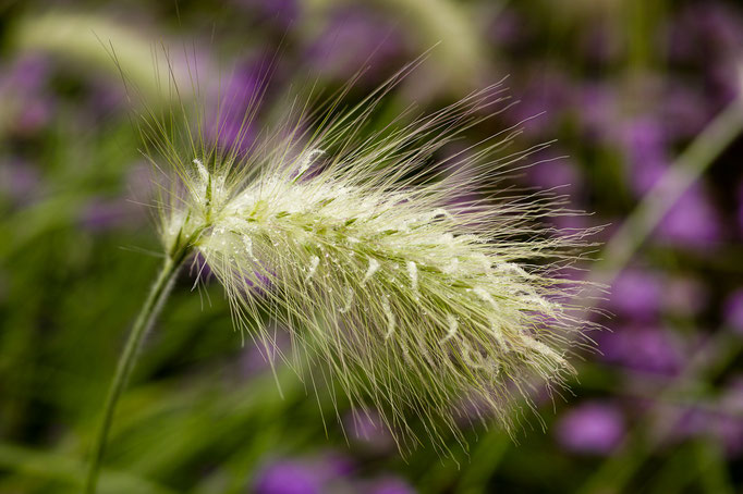  Lampenputzergras [Pennisetum alopecuroides]