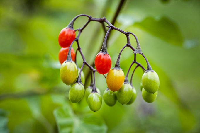 Früchte des Bittersüßen Nachtschattens [Solanum dulcamara]