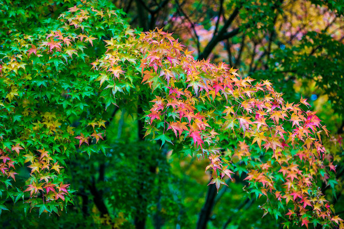 Maple foliage in fall colors