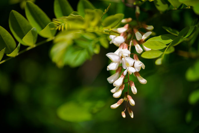 Blossoms of the Black Locust [Robinia pseudoacacia]