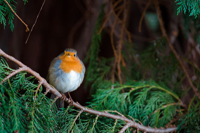 European Robin [Erithacus rubecula]