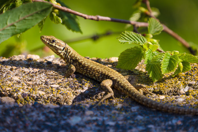 Common Wall Lizard [Podarcis muralis]