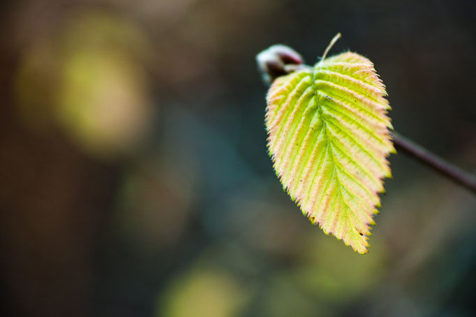 Young leaf of European Hrnbeam [Carpinus betulus]