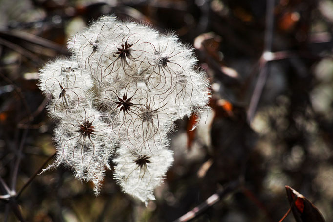 Samen der Waldrebe [Clematis vitalba]