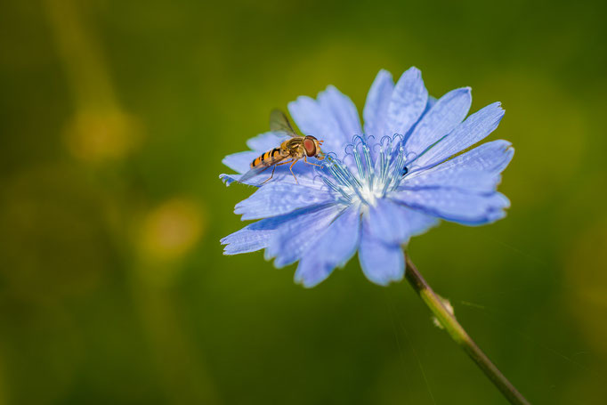 Marmalade hoverfly [Episyrphus balteatus] on a Common Chicory flower [Cichorium intybus]