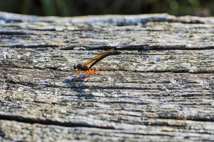 The Ichneumon Fly in this picture is hard to see