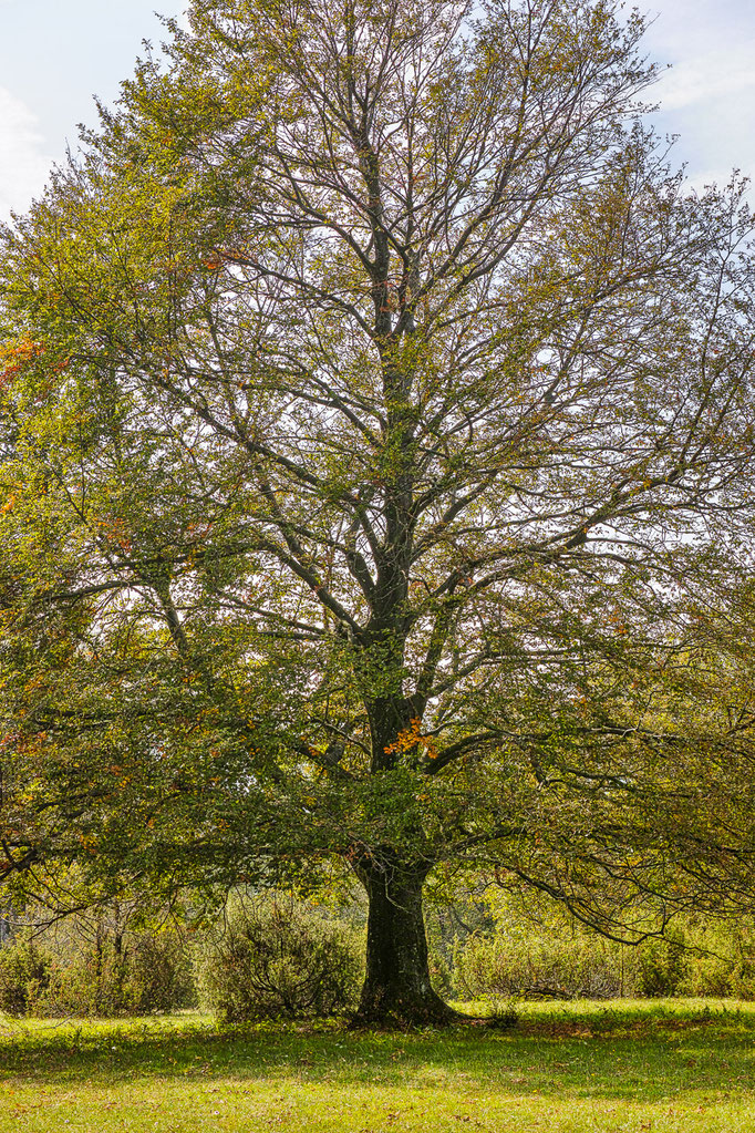 Buche in Herbstfarben