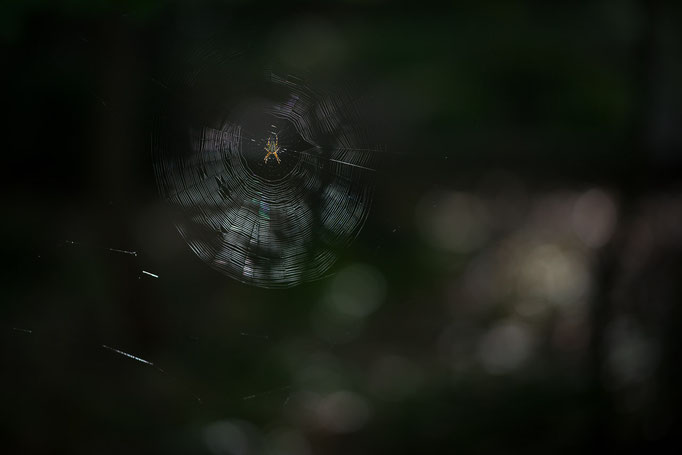 European Garden Spider [Araneus diadematus] in its orb web