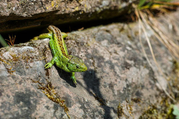 Male Sand Lizard [Lacerta agilis]