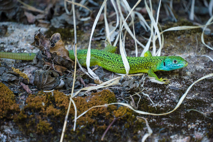 Male Western Green Lizard [Lacerta bilineata(?)] free in Stuttgart