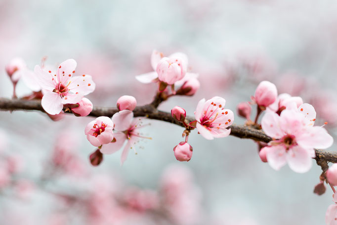 Blüten der Purpurschlehe [Prunus spinosa]
