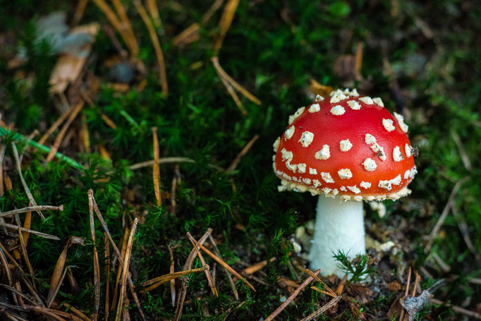 Brand new Fly Agaric