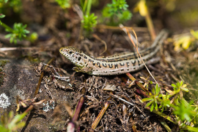 Female Sand Lizard [Lacerta agilis]