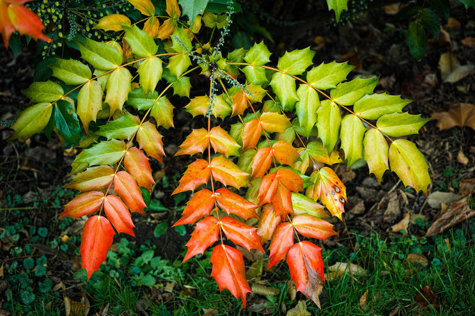 Mahonie [Mahonia aquifolium]