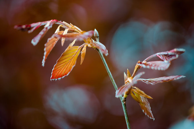 frisches Laub einer Blutbuche [Fagus sylvatica f. purpurea]