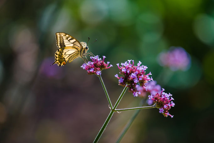 Swallowtail butterfly [Papilio machaon]