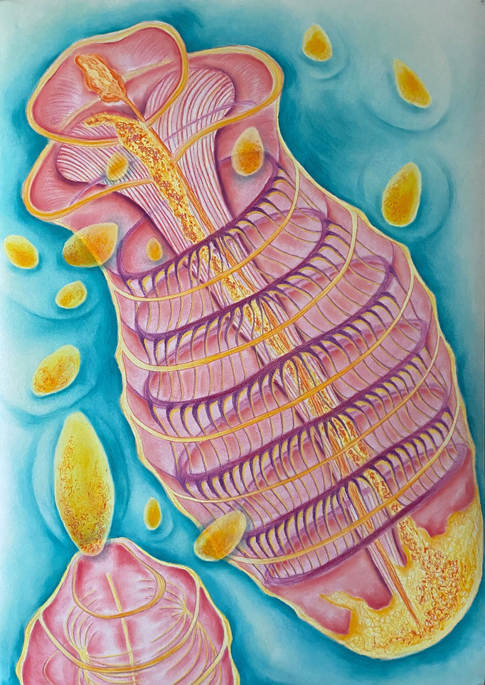 Birthing,2023 | 100x70cm | Pastel, pastel potlood op papier