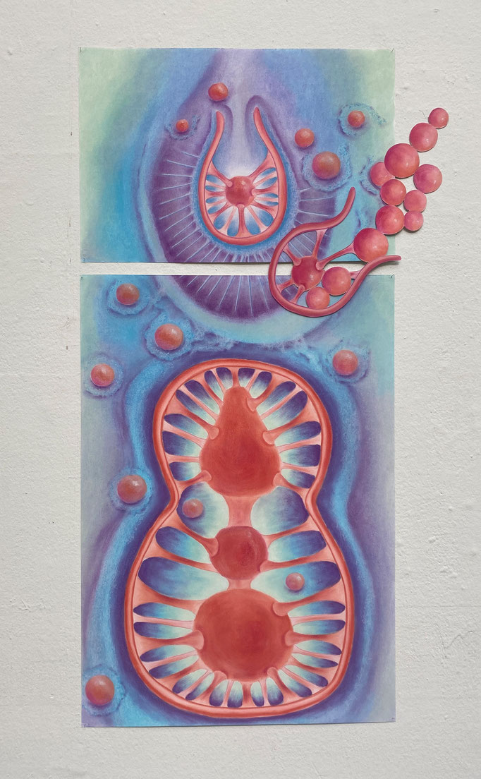 Radiolarian Conjunction, 2023 | Pastel, pastel potlood op papier | 150x70cm