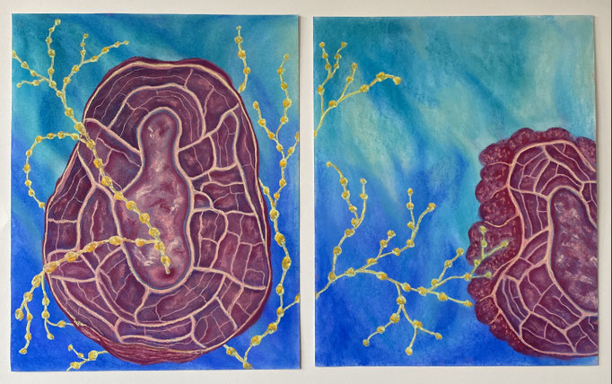 Open, 2025 | (2x) 45x36,5cm | Pastel op papier