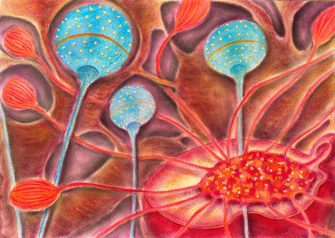 Biodiversiteit 10, 2022 | 35x25cm | Pastel, pastelpotlood, Siberisch krijt op papier