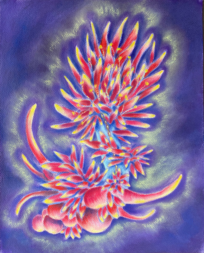 Sea Flower IV, 2023 | 50x40cm | Pastel, aquarel op  papier