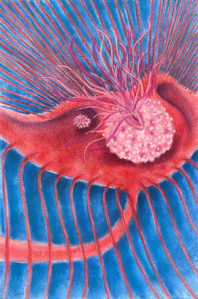 Life beyond light, deep sea close up 5, 2023 | 30x20cm | Pastel op papier 