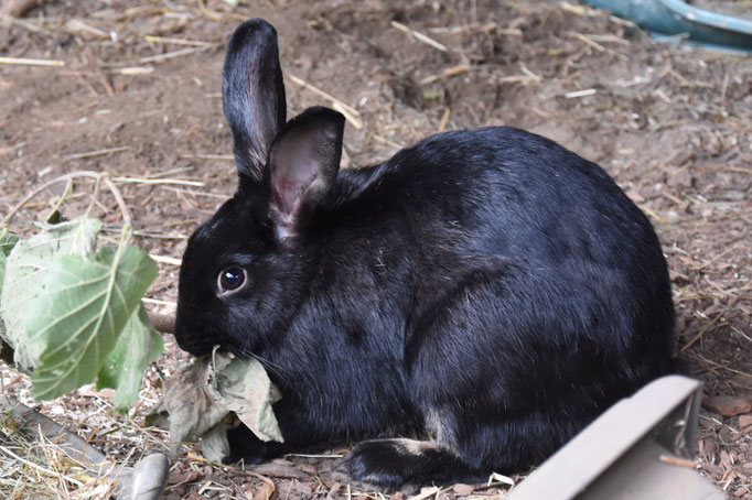 Kaninchen Finn