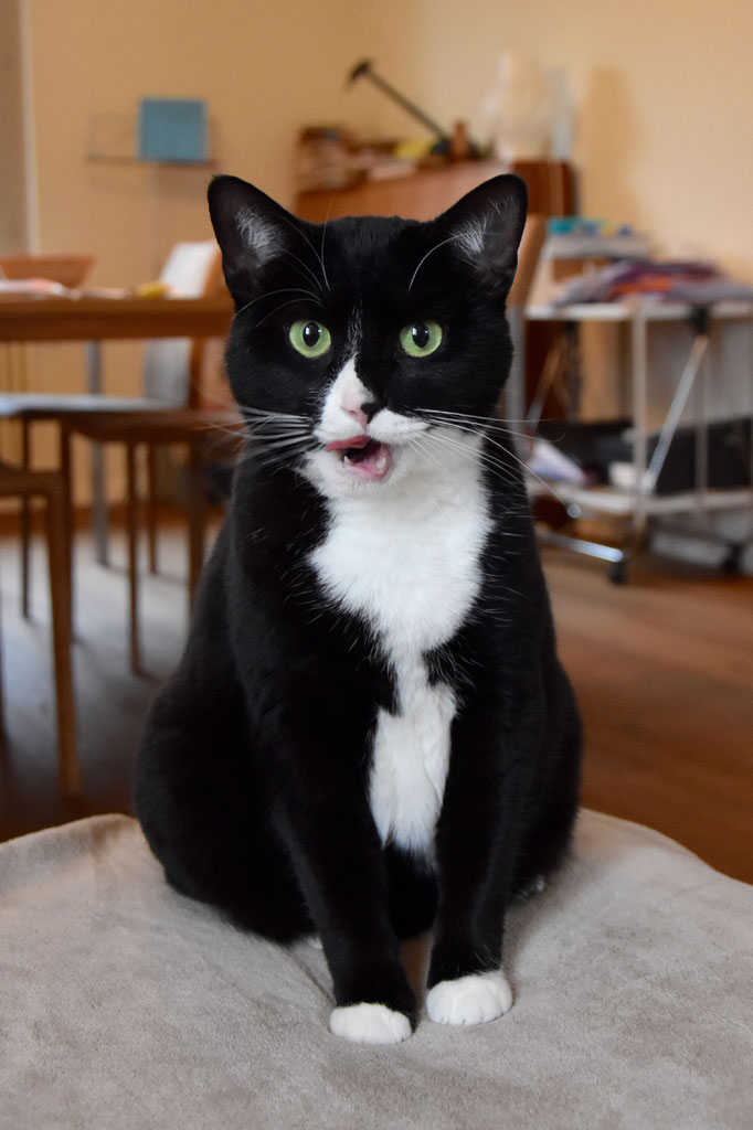 Lulu: ehmmm... Hunger?