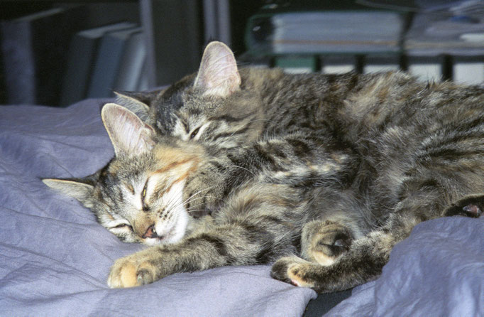 Nikita und Shiva: Schnarrrrch