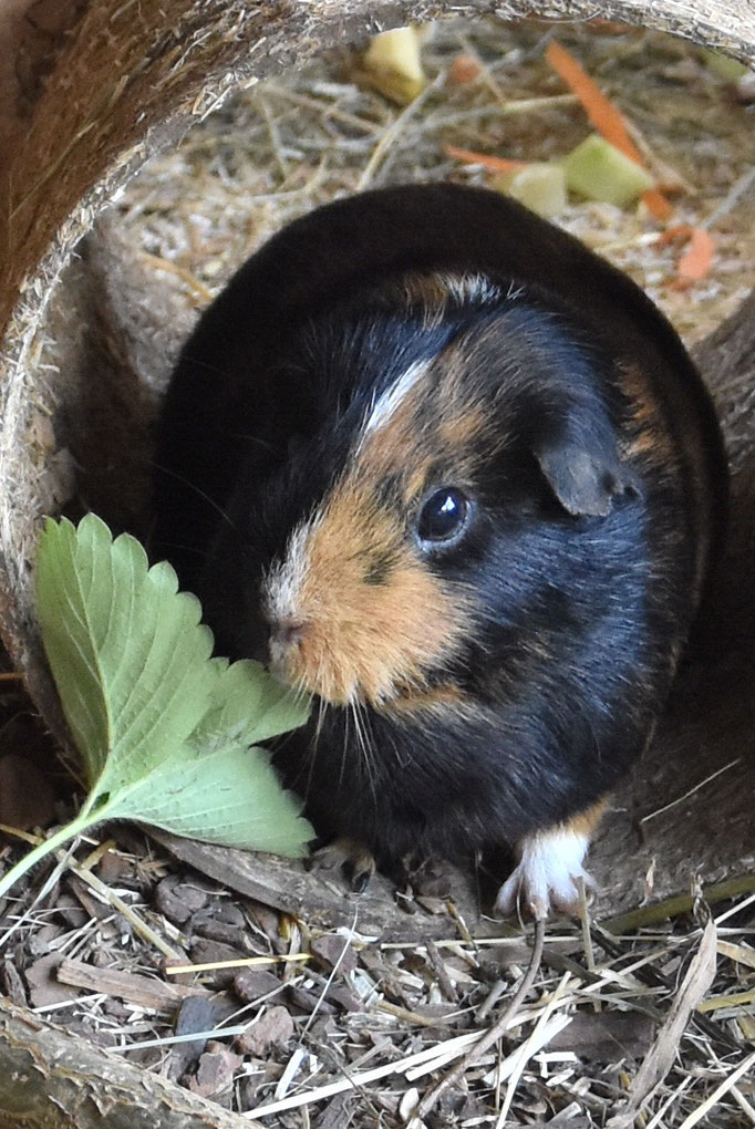 Meerschweinchen Uran