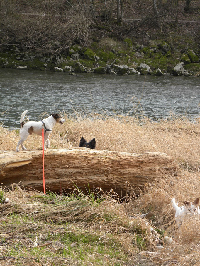Von links nach rechts: Diego, Ohrenspitzen von Zeus, Sharom