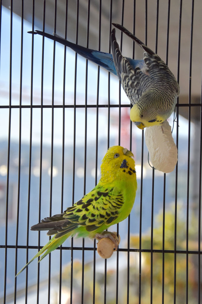 Elmo und Linus