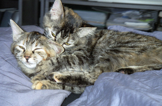 Katzen Shiva und Nikita