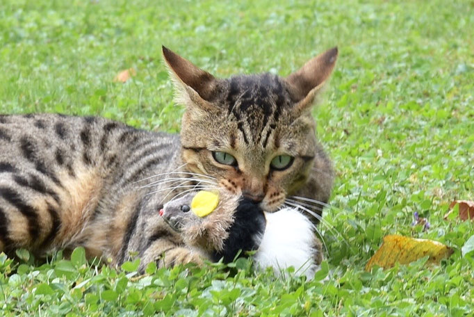 Sid: Nur so zur Info, am Schluss hat er der Maus das Fell über die Ohren gezogen