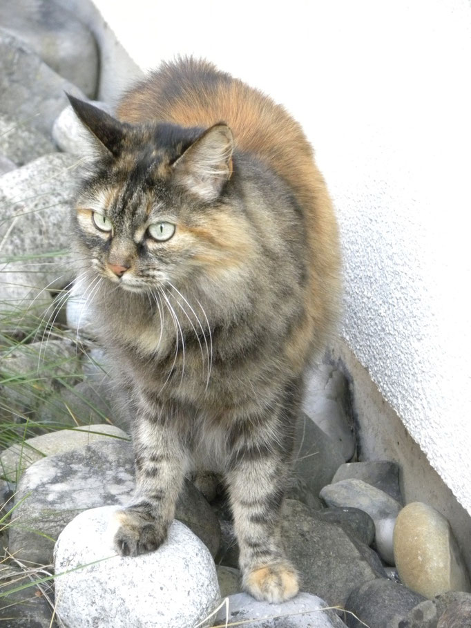 Meine Katze Shiva