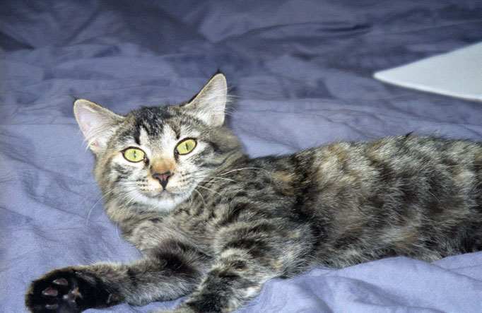 Meine Katze Nikita