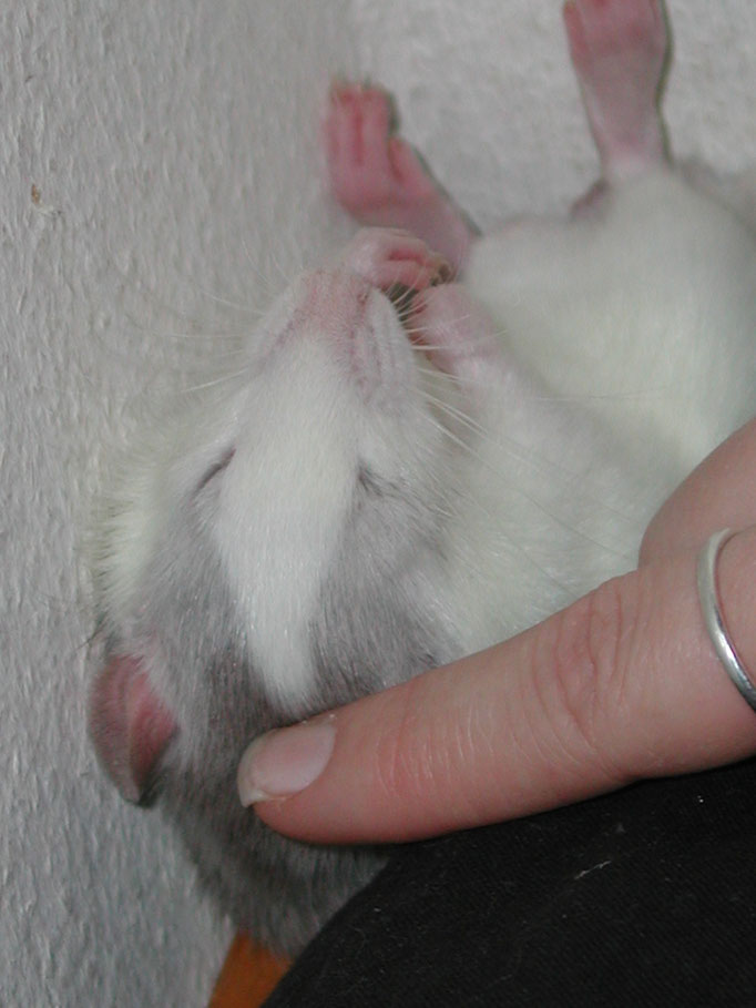 Ratte Trinity