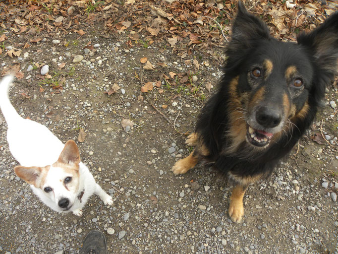 Sharom und Zeus