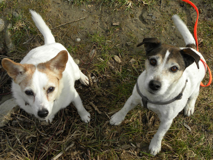 Sharom und Diego: Na wer hat den Hundeblick besser drauf? Unentschieden :)