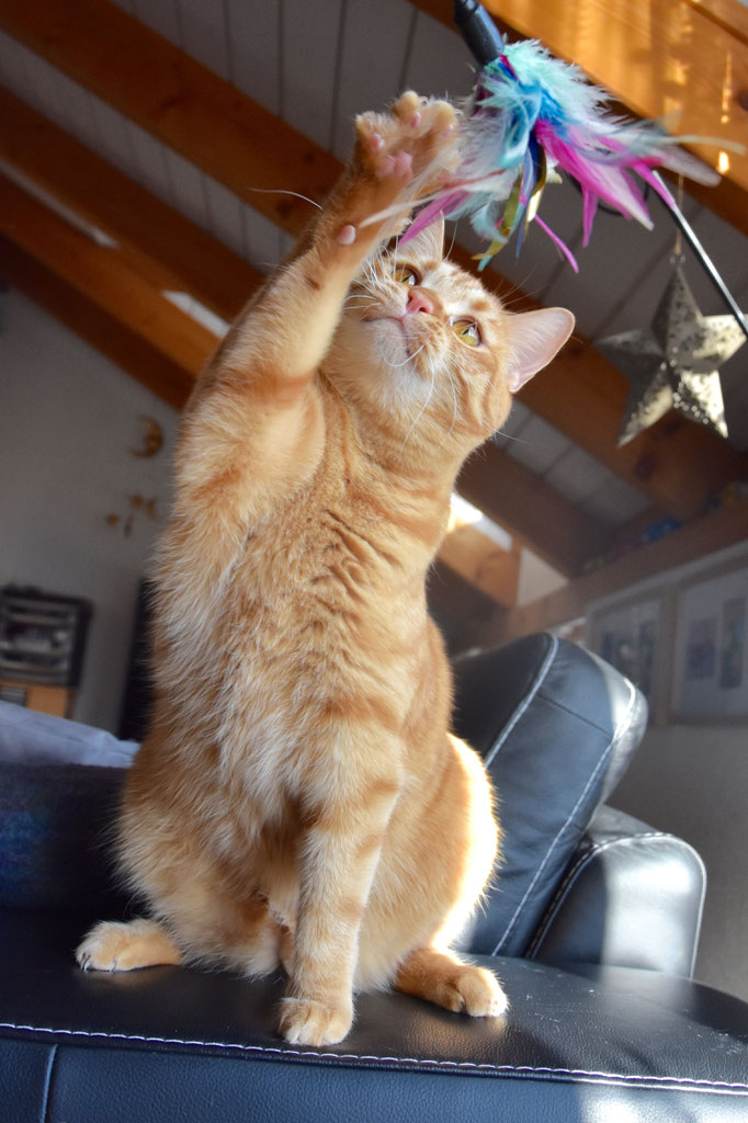 Elvis gibt immer 100% beim spielen