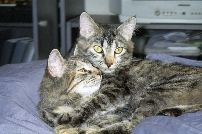 Nikita und Shiva: Soooo brav