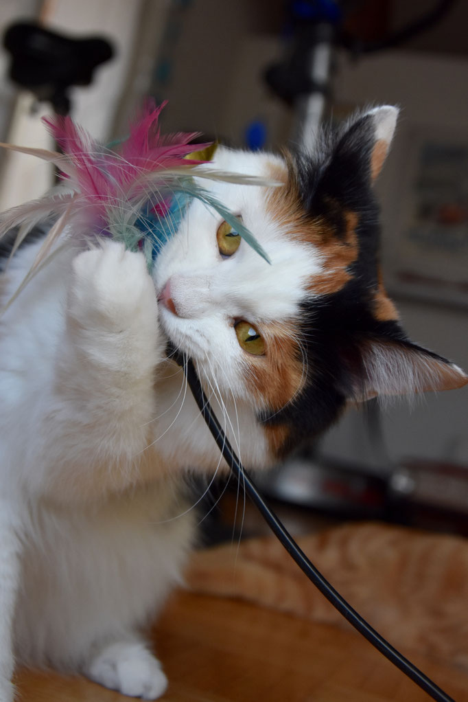 Katze Diva