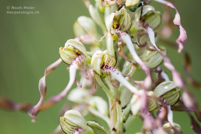 Bocks-Riemenzunge (Himantoglossum hircinum), Schweiz