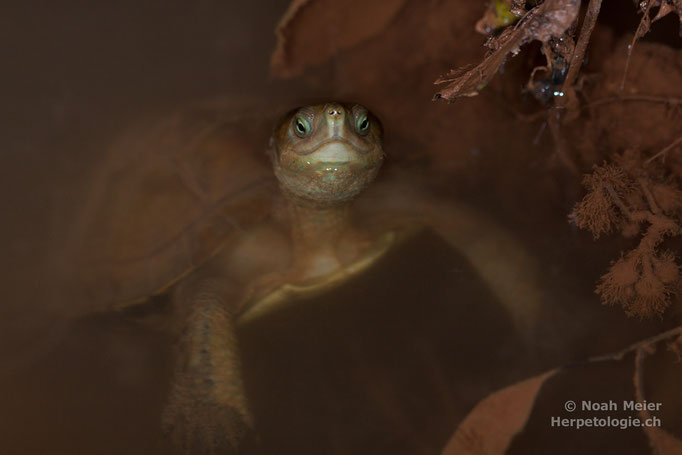Maurische Bachschildkröte (Mauremys leprosa)